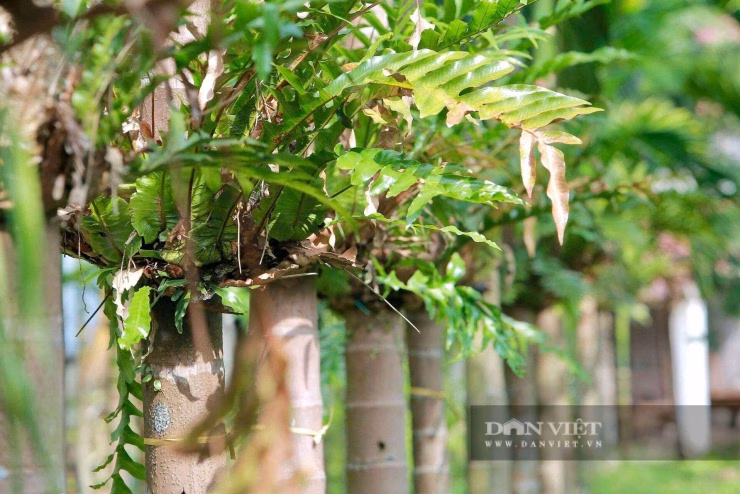 Sự kết hợp độc đáo giữa thân cau và dược liệu Cốt Toái Bổ giúp tối đa hóa giá trị trên mỗi mét vuông đất.