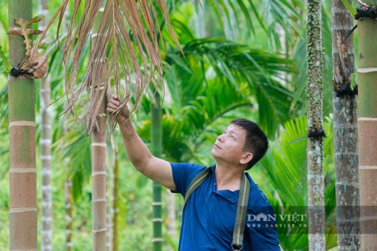 Ông Hà Văn Dũng đã thành công rực rỡ khi chuyển đổi từ trồng mía sang mô hình trồng cau đa giá trị.