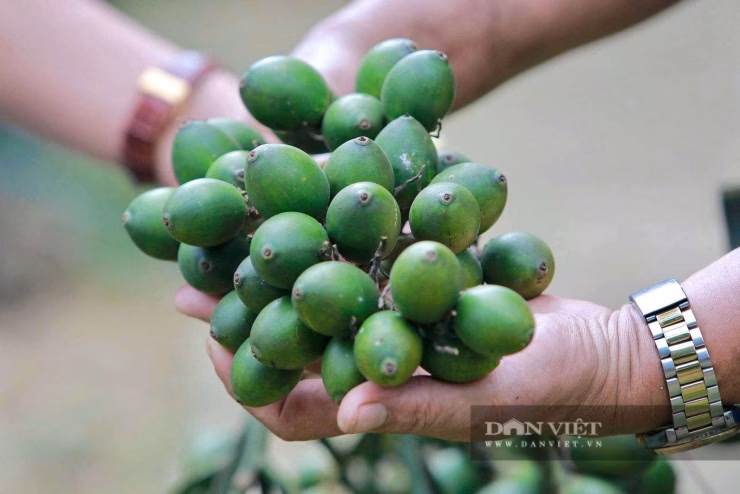 Quy trình tuyển chọn quả, phơi khô và ngâm ủ nghiêm ngặt để đảm bảo tỷ lệ nảy mầm cho cây giống.