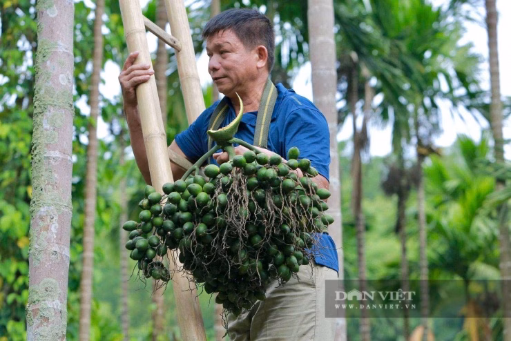 Mô hình nông nghiệp bền vững không chỉ mang lại tiền bạc mà còn giúp ổn định sinh kế cho người dân trong vùng.