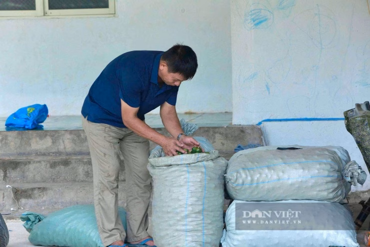 Sự kết hợp giữa bán quả và bán giống giúp đa dạng hóa nguồn thu, giảm thiểu rủi ro thị trường.