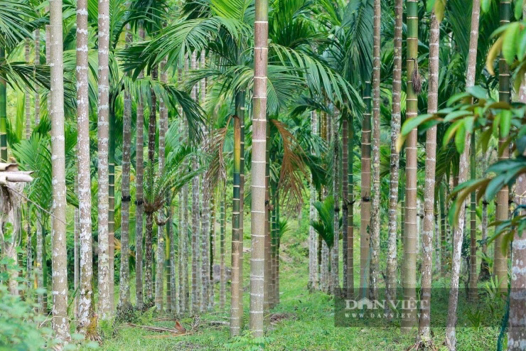 Những hàng cau thẳng tắp không chỉ tạo cảnh quan mà còn tối ưu hóa khả năng thu hoạch.