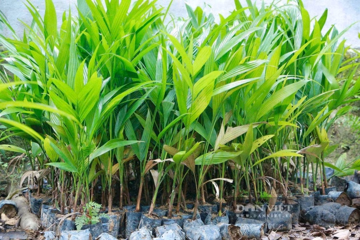 Vườn ươm cây giống là mắt xích quan trọng giúp ông Dũng kiểm soát chất lượng đầu vào cho toàn vùng.