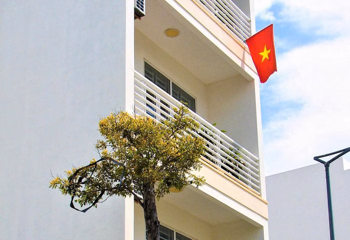 Không chỉ trồng trên phố, giáng hương còn xuất hiện duyên dáng nơi ban công các ngôi nhà phố.