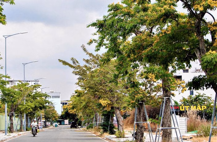 Những hàng cây giáng hương bung nở sắc vàng rực rỡ, tô điểm cho đường phố Nha Trang thêm thơ mộng.