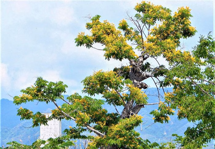 Khu tái định cư sân bay Nha Trang cũ hiện là nơi tập trung nhiều cây giáng hương nở rộ nhất.