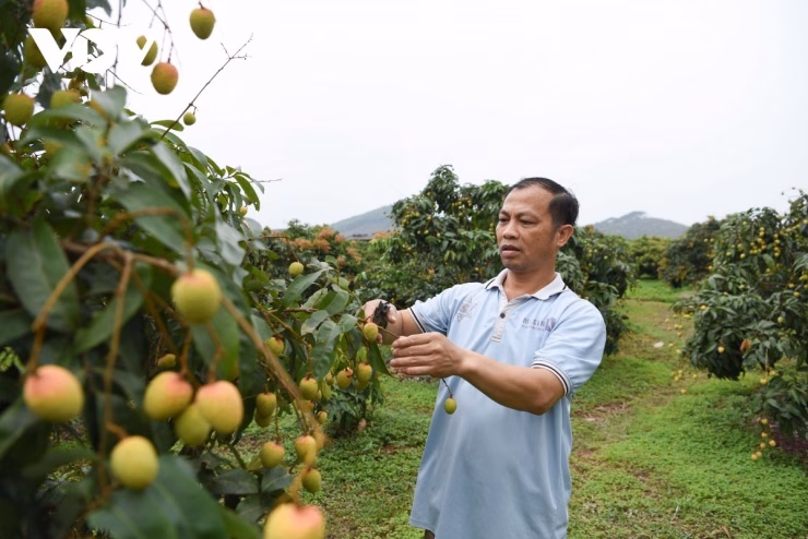 Toàn cảnh vùng vải thiều sớm xã Phúc Hoà, tỉnh Bắc Ninh